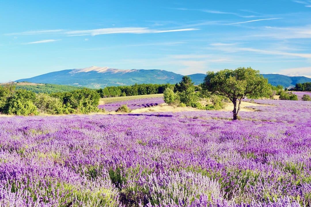Un champ de lavande au pied du Luberon